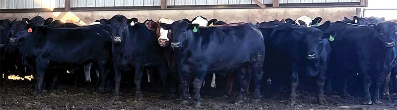 National Farmers - Northeast Iowa Cattlemen Hedge